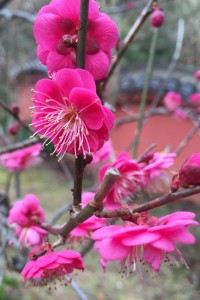 20160109　ウメの花が咲いています (3)